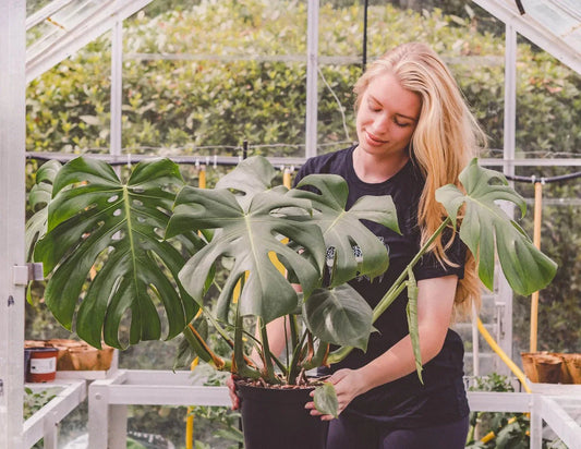 How I got into horticulture - Forest Interior