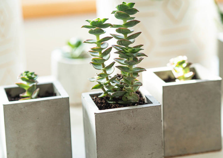 5cm Plant Pots | Forest Interior