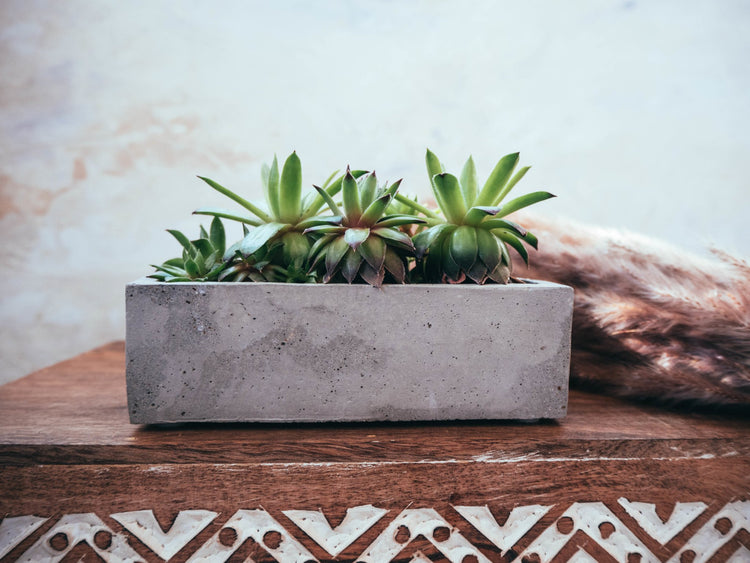 All Plant Pots | Forest Interior