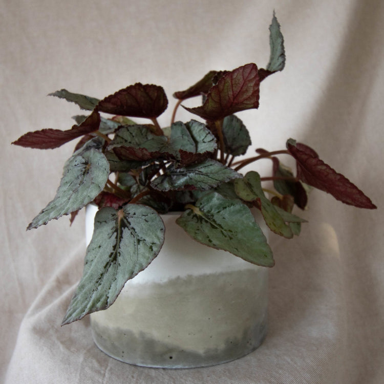 Limited Edition - Forest Interior