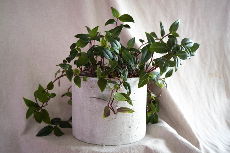 Plants - Forest Interior