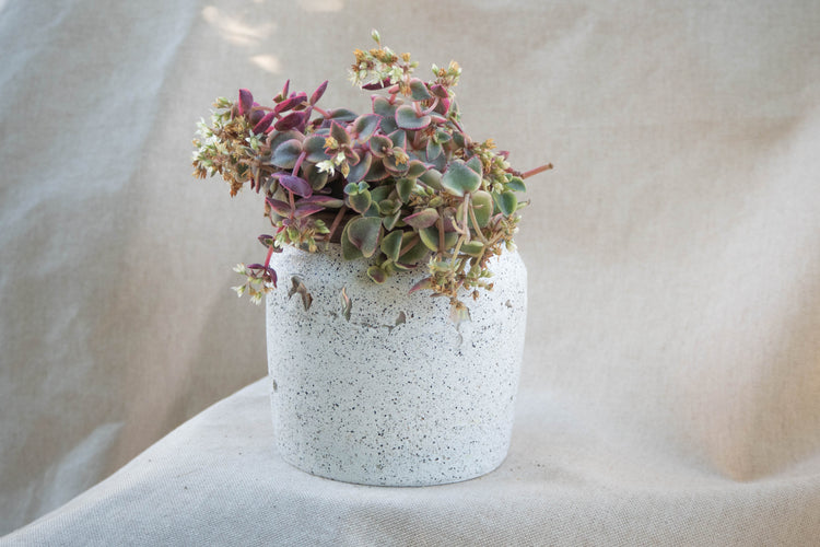 Small Gifts | Forest Interior