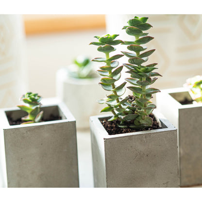 Mini Grey Square Plant Pots Set of Three