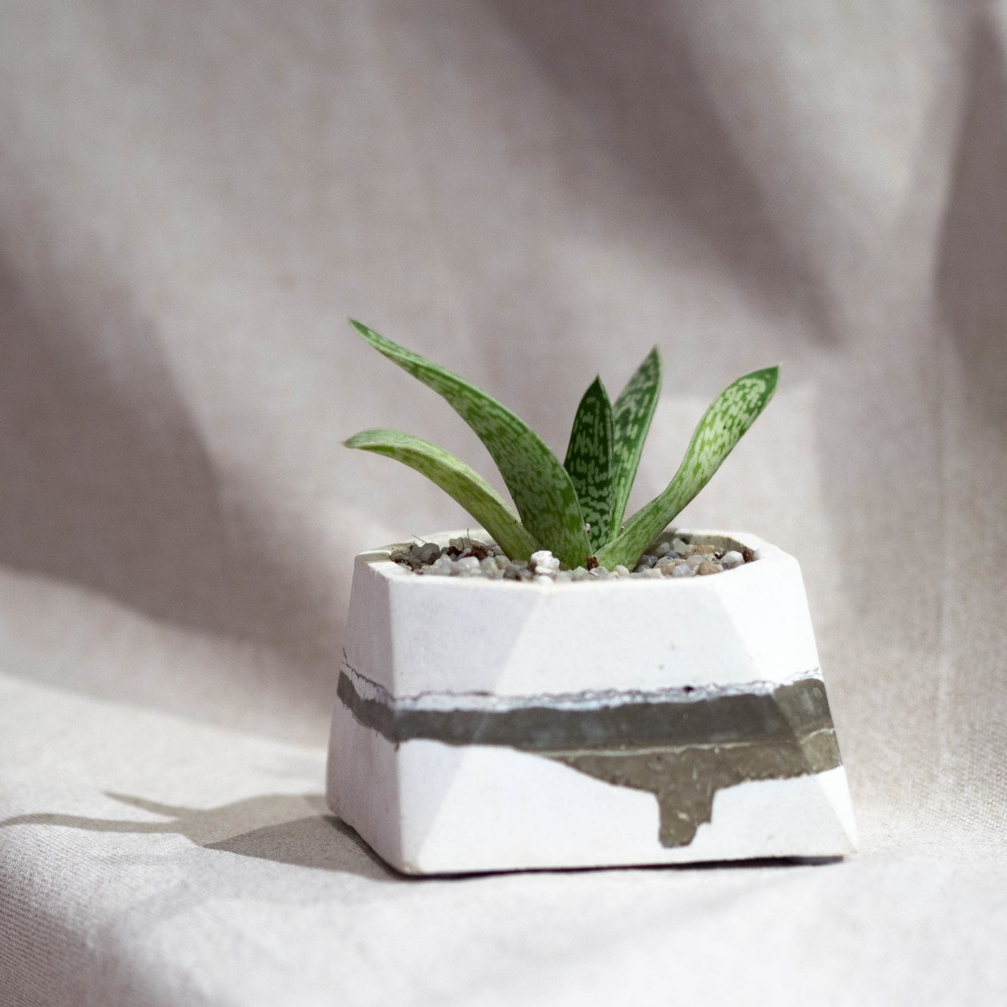 Abstract pot with Plant - Forest Interior