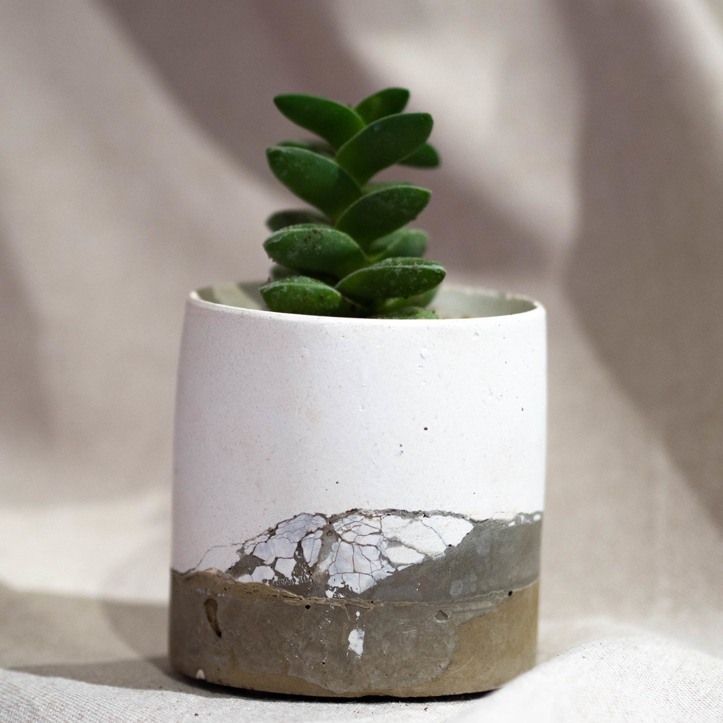 Abstract pot with Succulent - Forest Interior