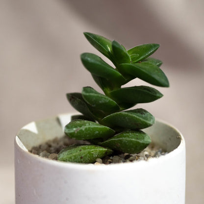 Abstract pot with Succulent - Forest Interior