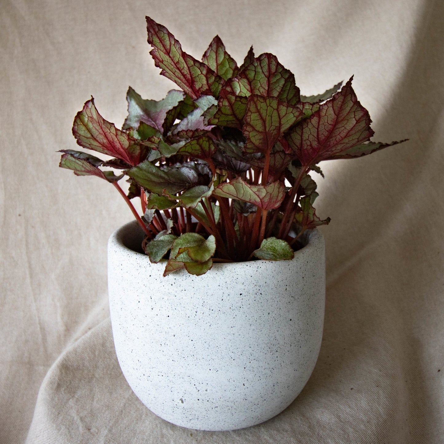 Classic Plant Pot - Forest InteriorPlant Pots