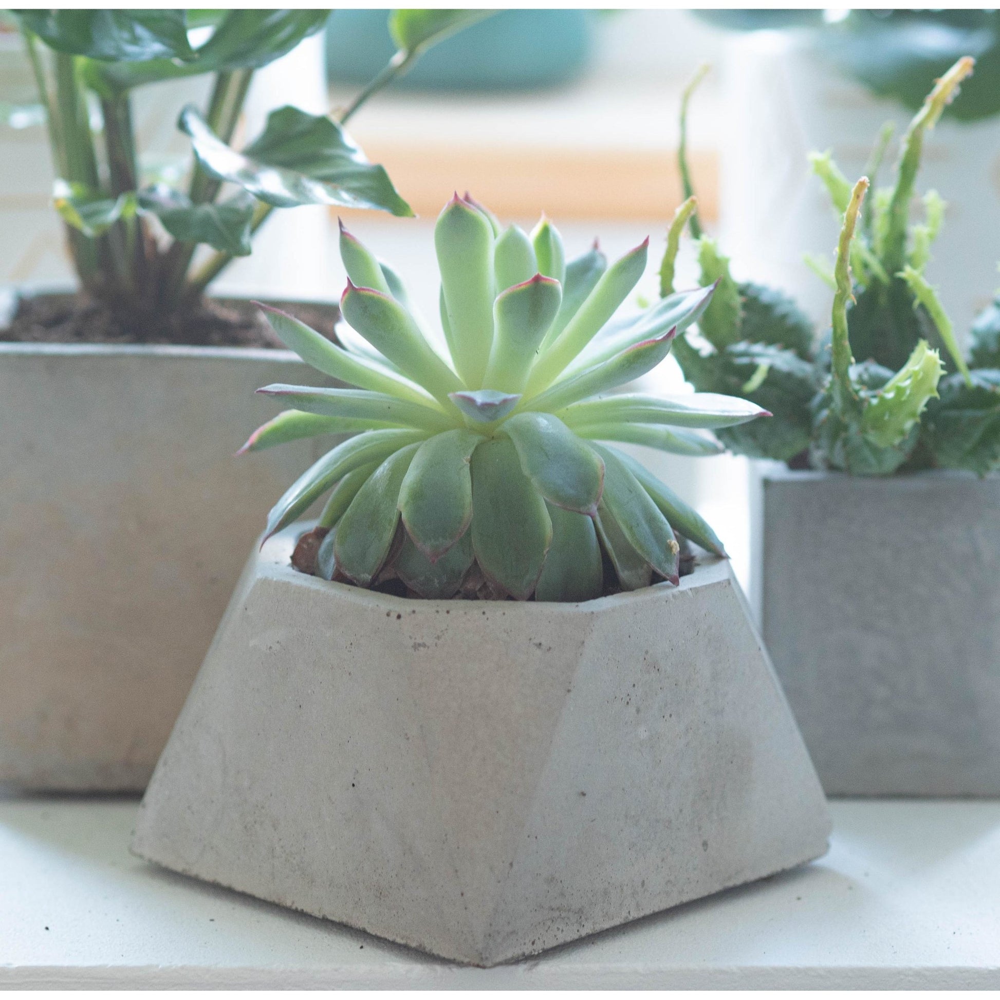 Grey Octagon Plant Pot - Forest InteriorPlant Pots