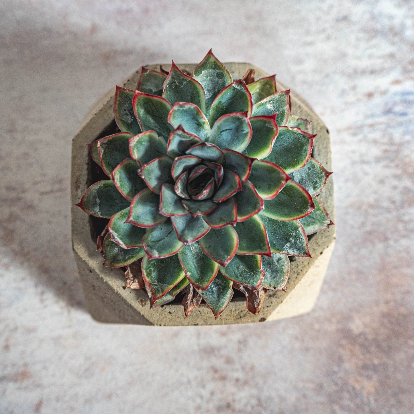 Grey Octagon Plant Pot - Forest InteriorPlant Pots