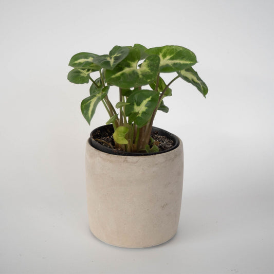 Grey Round Plant Pot - Forest InteriorPlant Pots