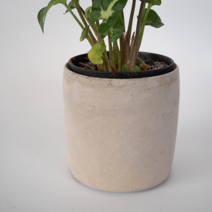 Grey Round Plant Pot - Forest InteriorPlant Pots