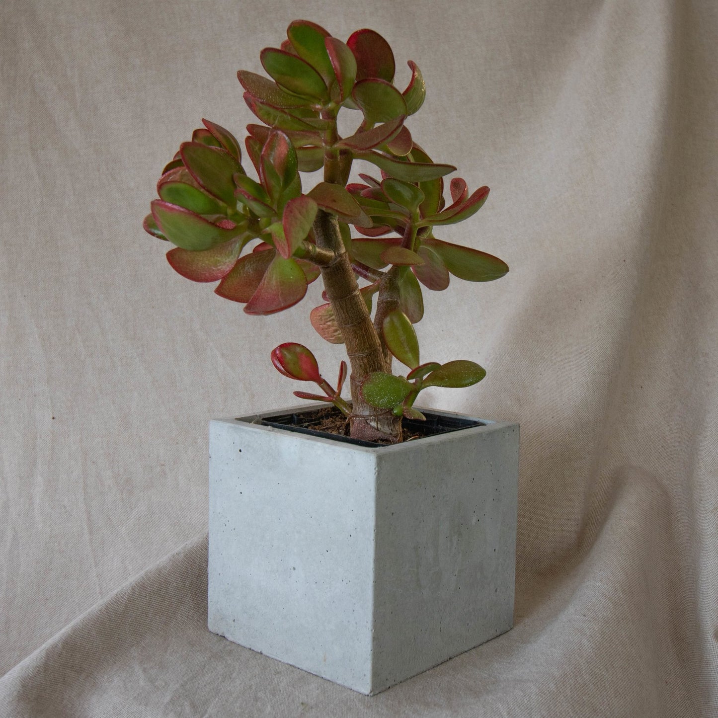 Large Square Cover Pot - Ash - Forest Interior