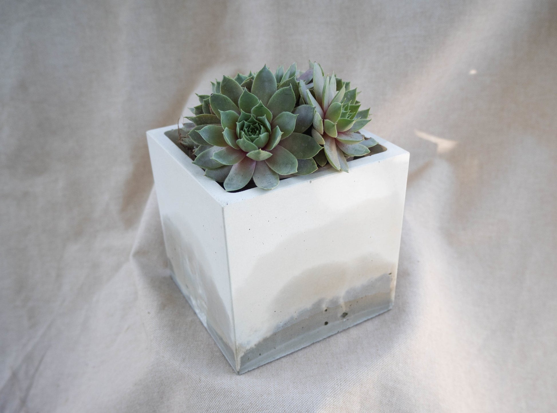 Large Square Cover Pot - Forest Mist - Forest Interior