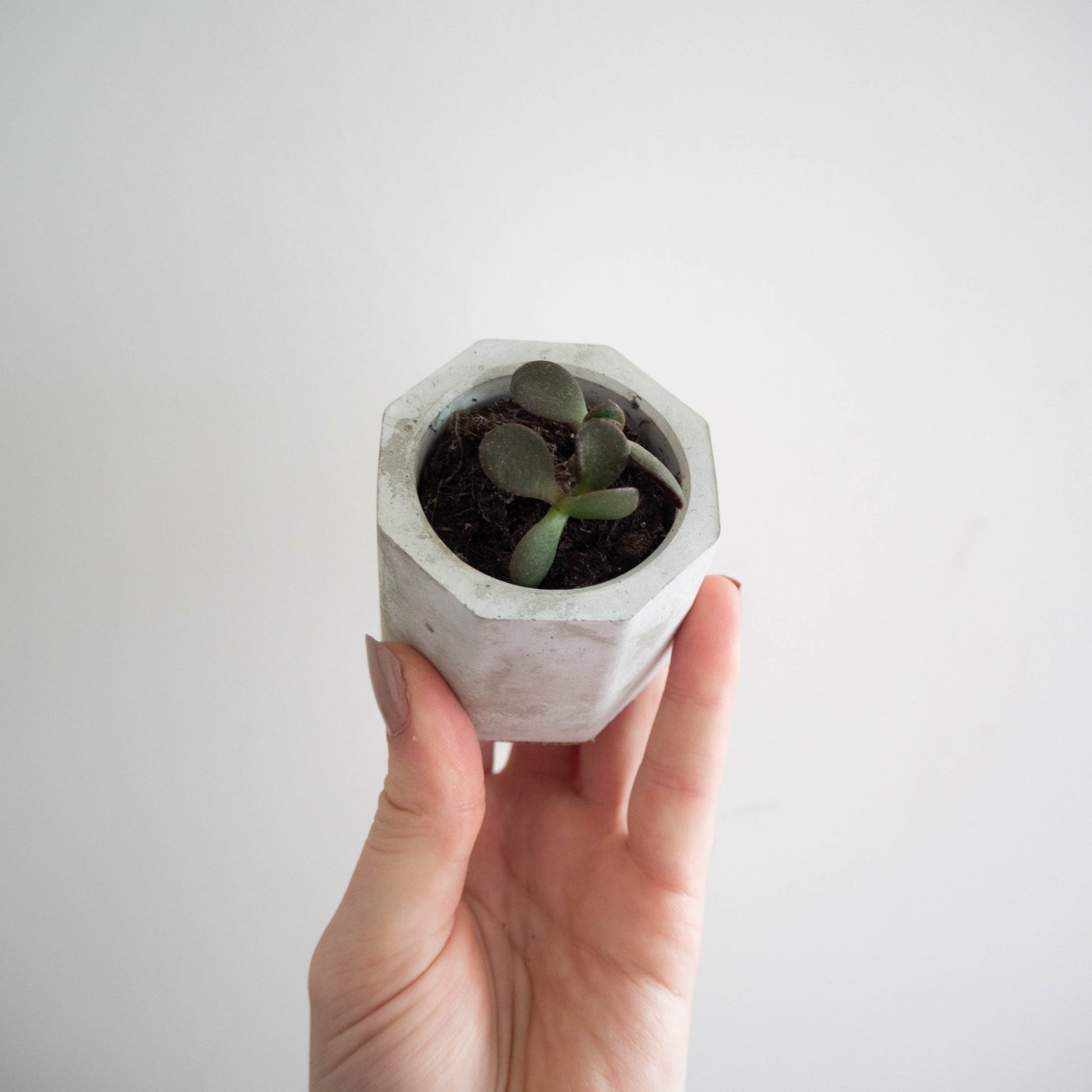 Mini Grey Octagon Pots Set of Three - Forest InteriorPlant Pots