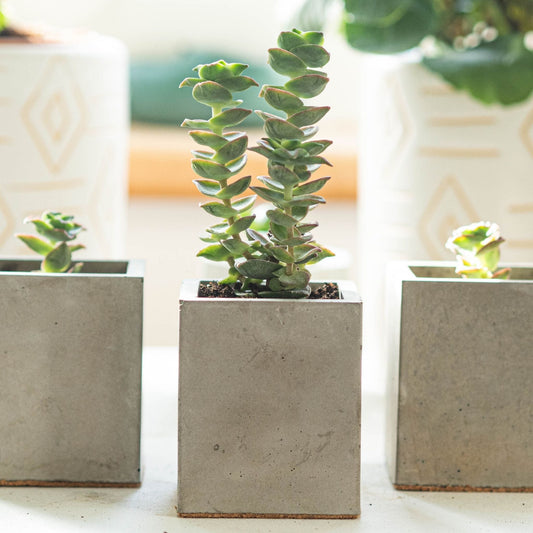 Mini Grey Square Plant Pots Set of Three - Forest InteriorPlant Pots