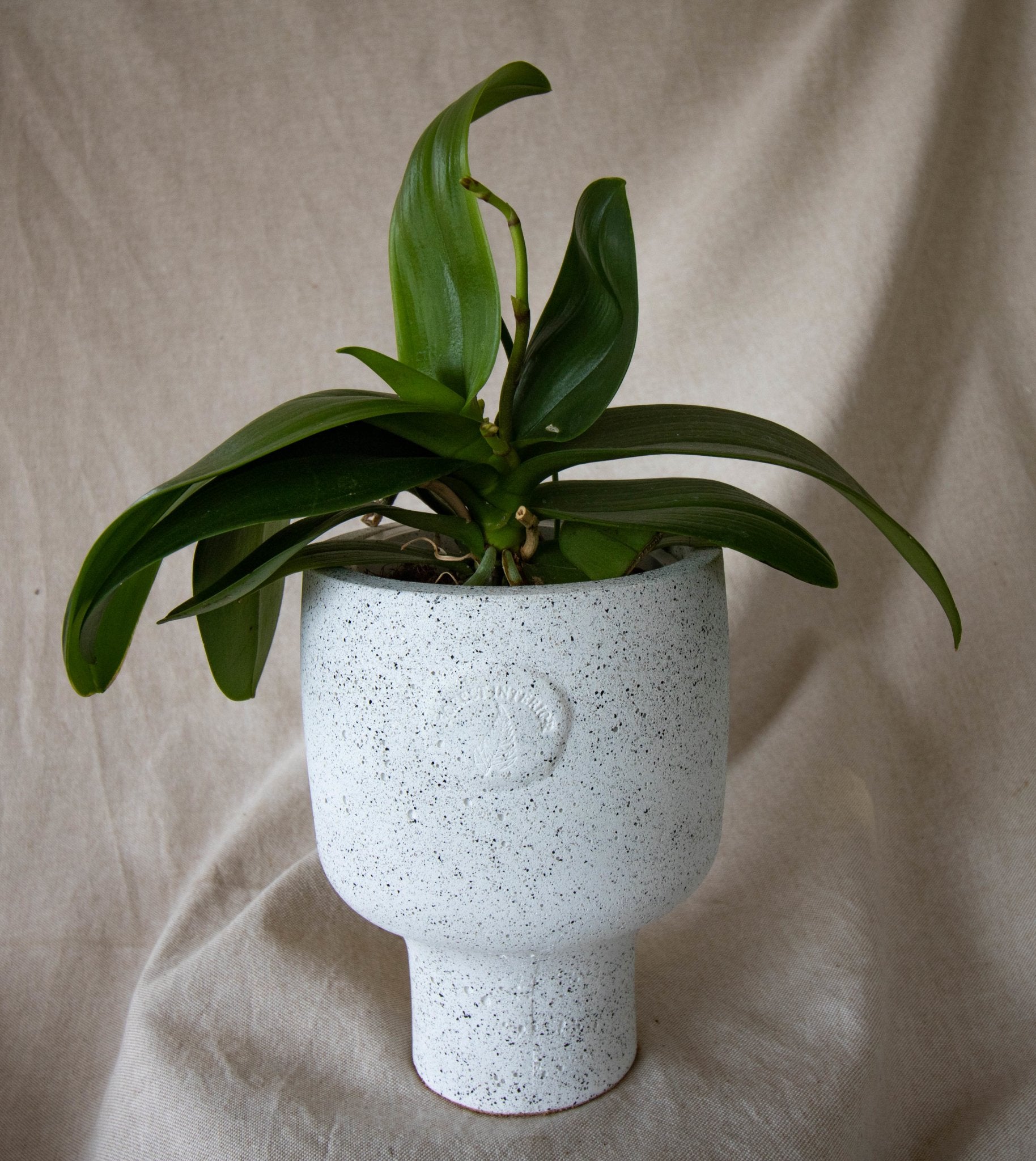 Orchid Pot - Forest InteriorPlant Pots