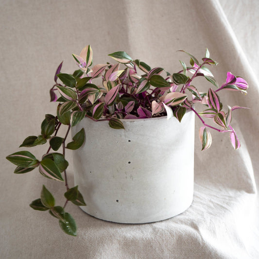 Pot with Plant - Tradescantia - Forest InteriorPlant with Pot