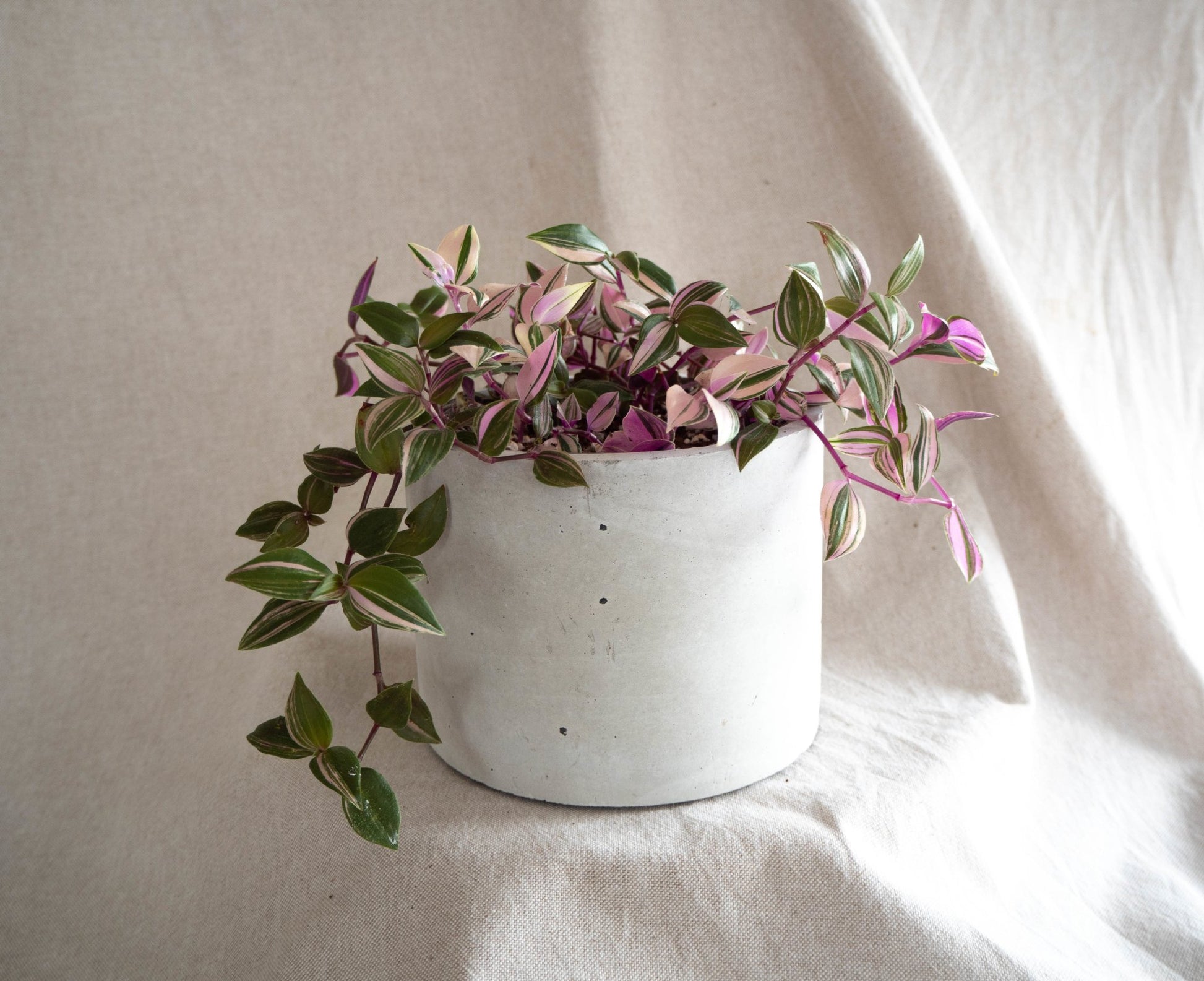Pot with Plant - Tradescantia - Forest InteriorPlant with Pot