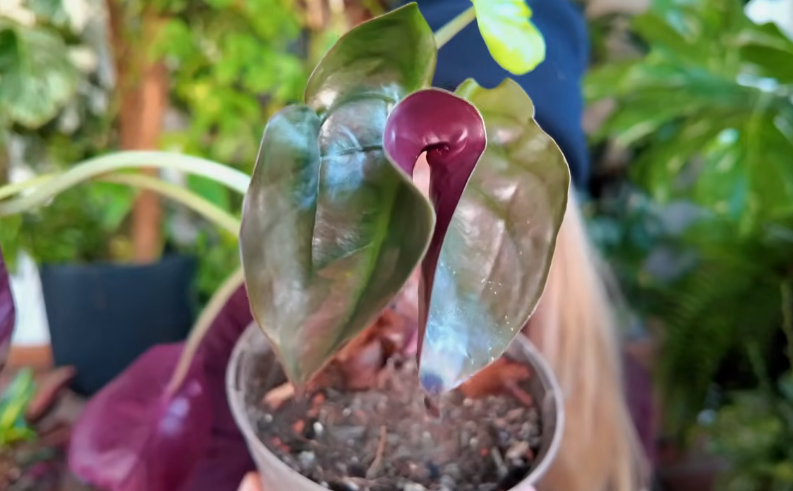 Why My Houseplants Keep Mutating (And What It Actually Means)
