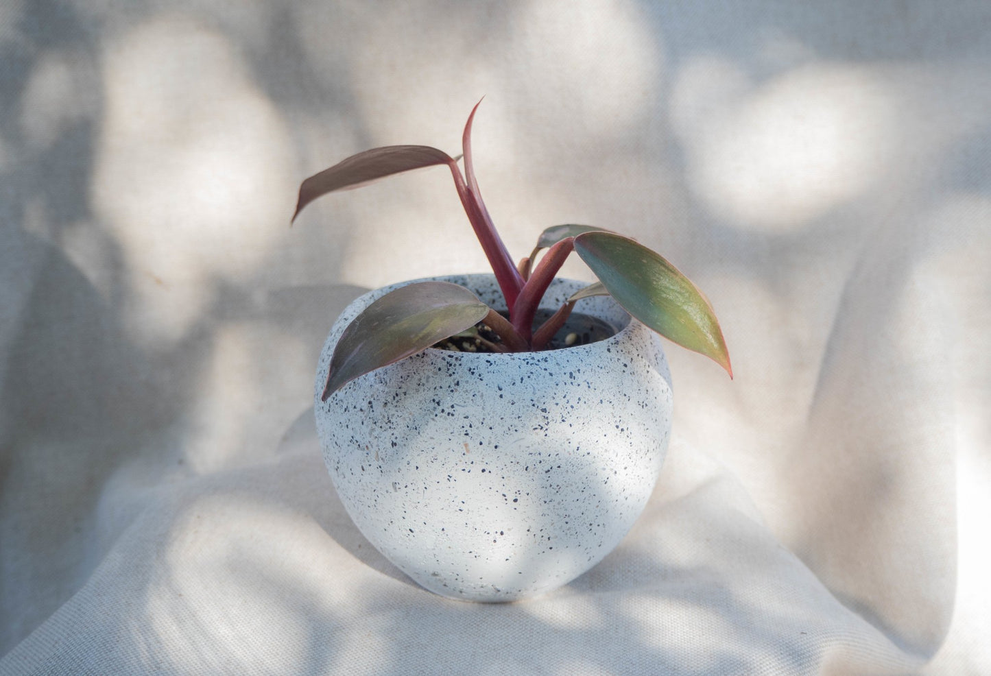 Curved Pot - Forest InteriorPlant Pots