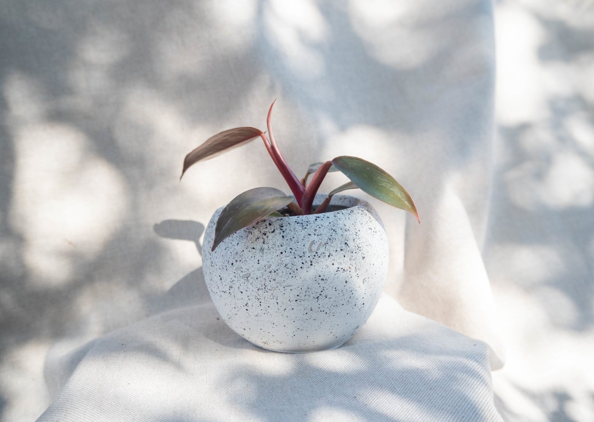 Curved Pot - Forest InteriorPlant Pots