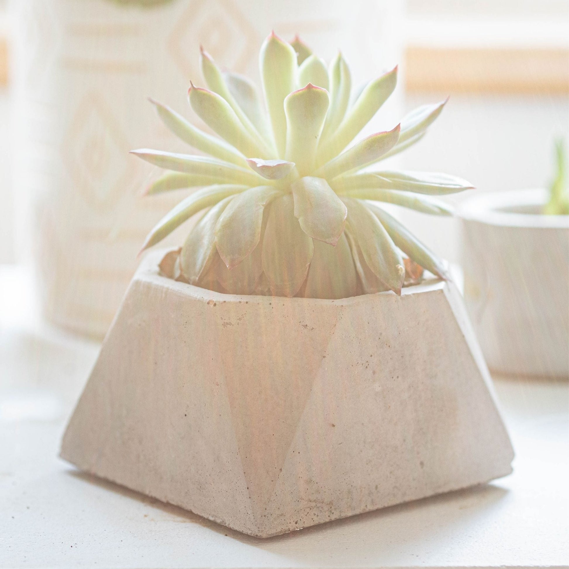 Grey Octagon Plant Pot - Forest InteriorPlant Pots