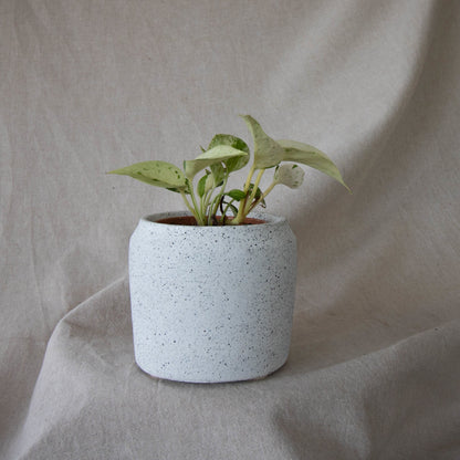 Traditional Plant Pot - Forest InteriorPlant Pots